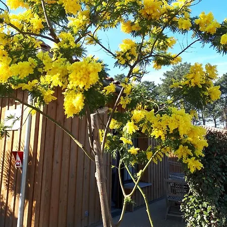 Mimosas * Andernos-les-Bains