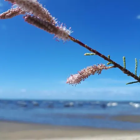 Mimosas Δωμάτια σε οικογενειακή κατοικία Andernos-les-Bains