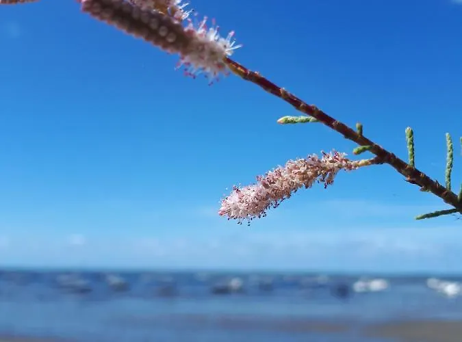 Mimosas Séjour chez l'habitant Andernos-les-Bains