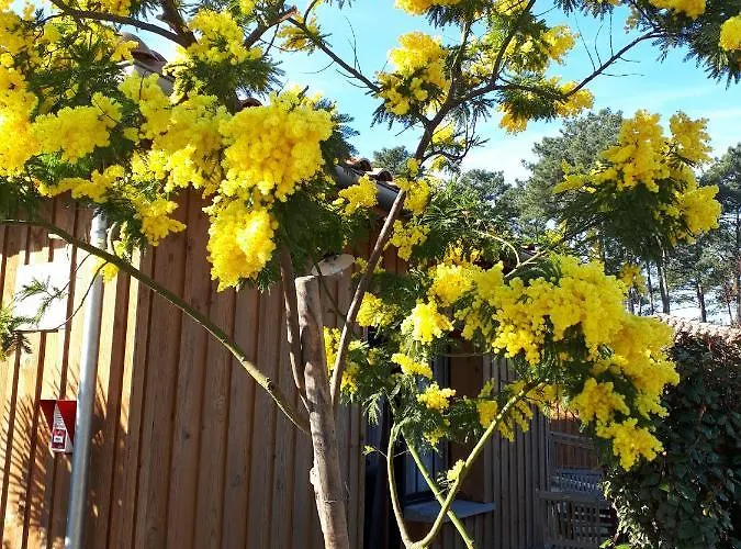 Mimosas * אנדרנוס-לה-באינס